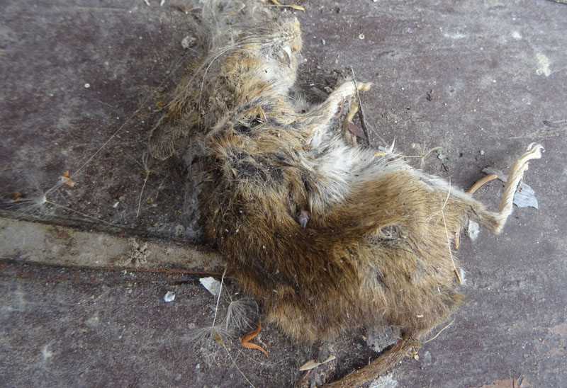 topo.....morto ! (attenzione !!!!) Apodemus sp.